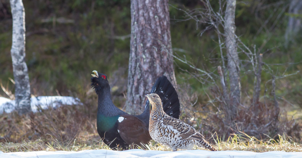 Tiur og Røy på Krokskogen